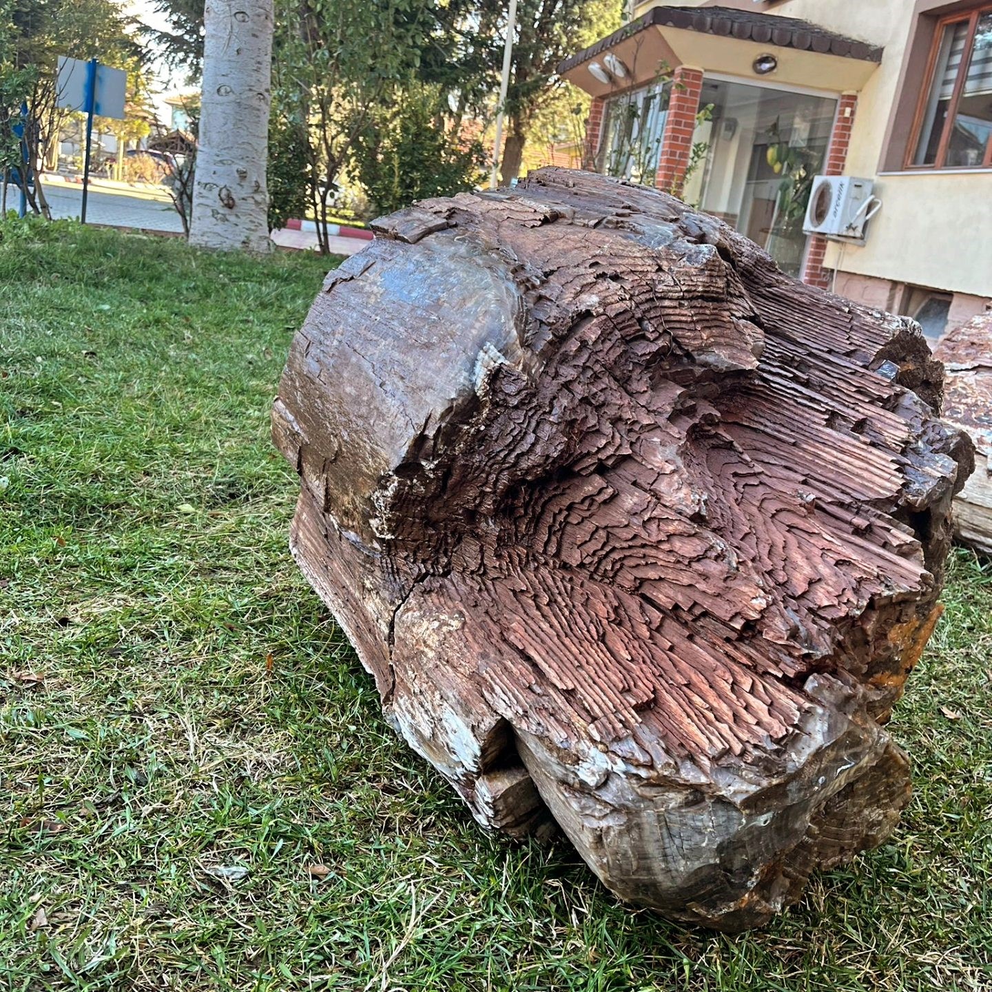 10 – 16 milyon yaşında ağaç fosili bulundu