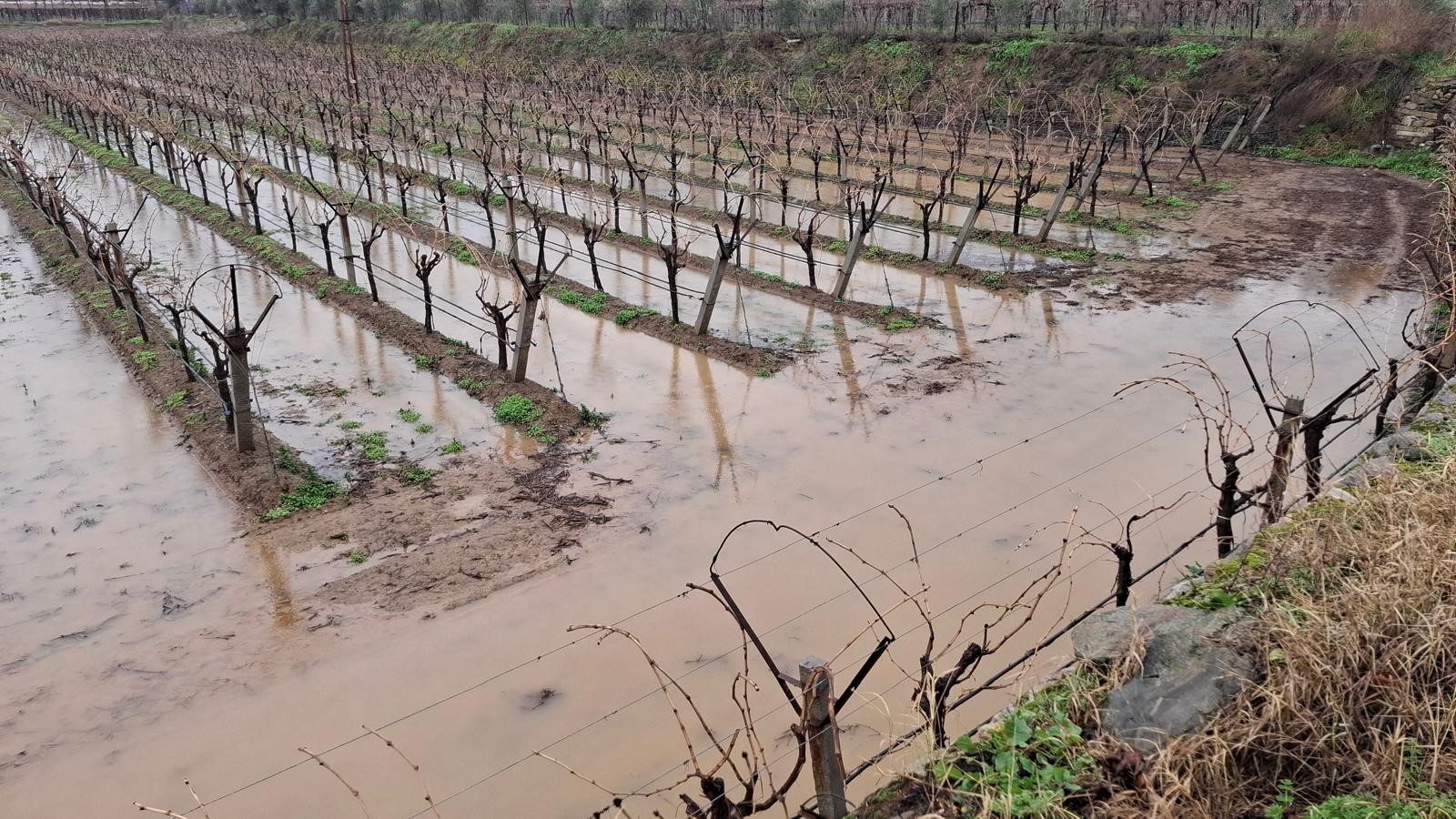 Sarıgöl’de bereketli yağmurlar yüzleri güldürdü