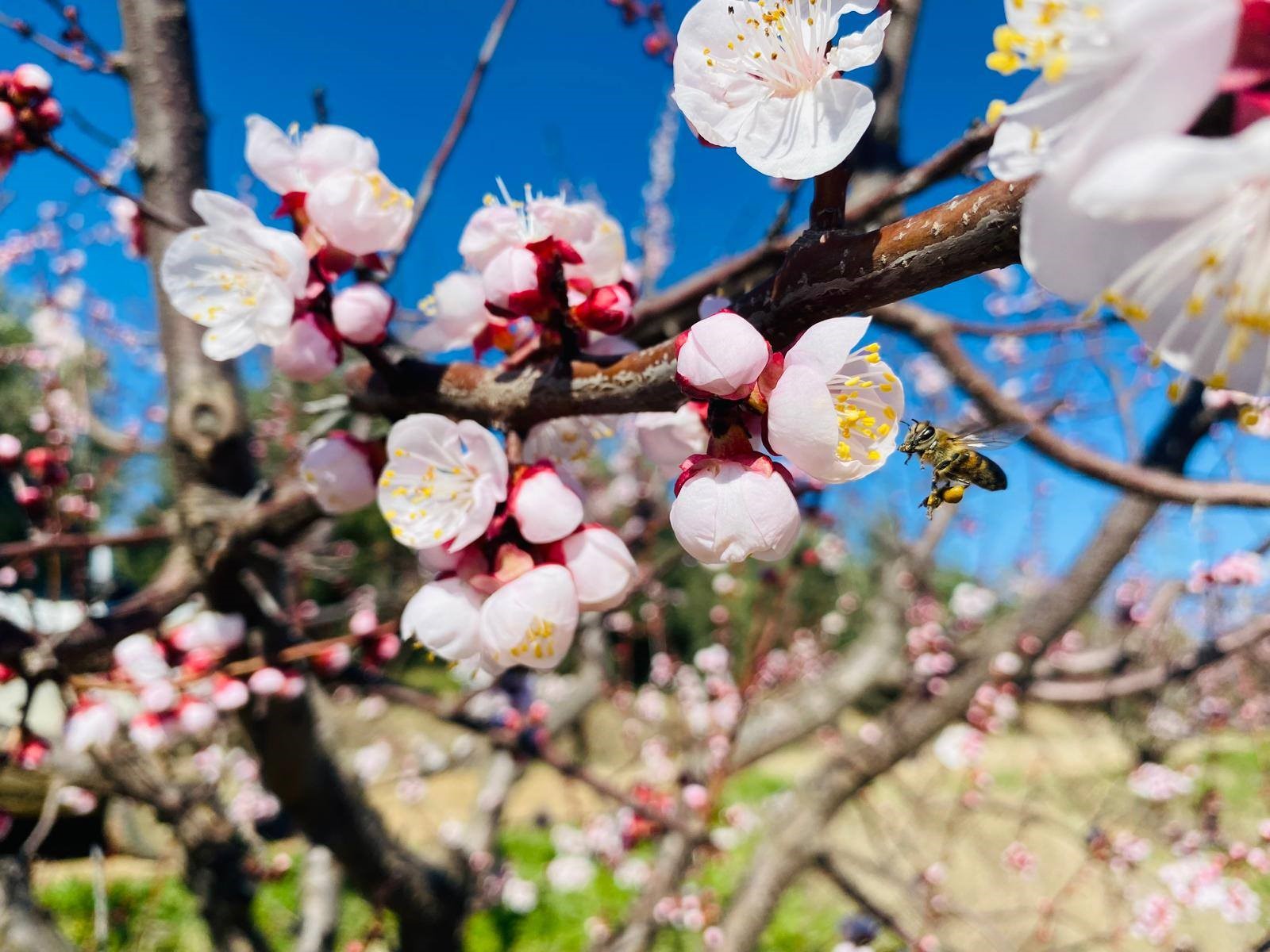 Salihli’de sert çekirdekli meyveler için ‘Monilya’ uyarısı
