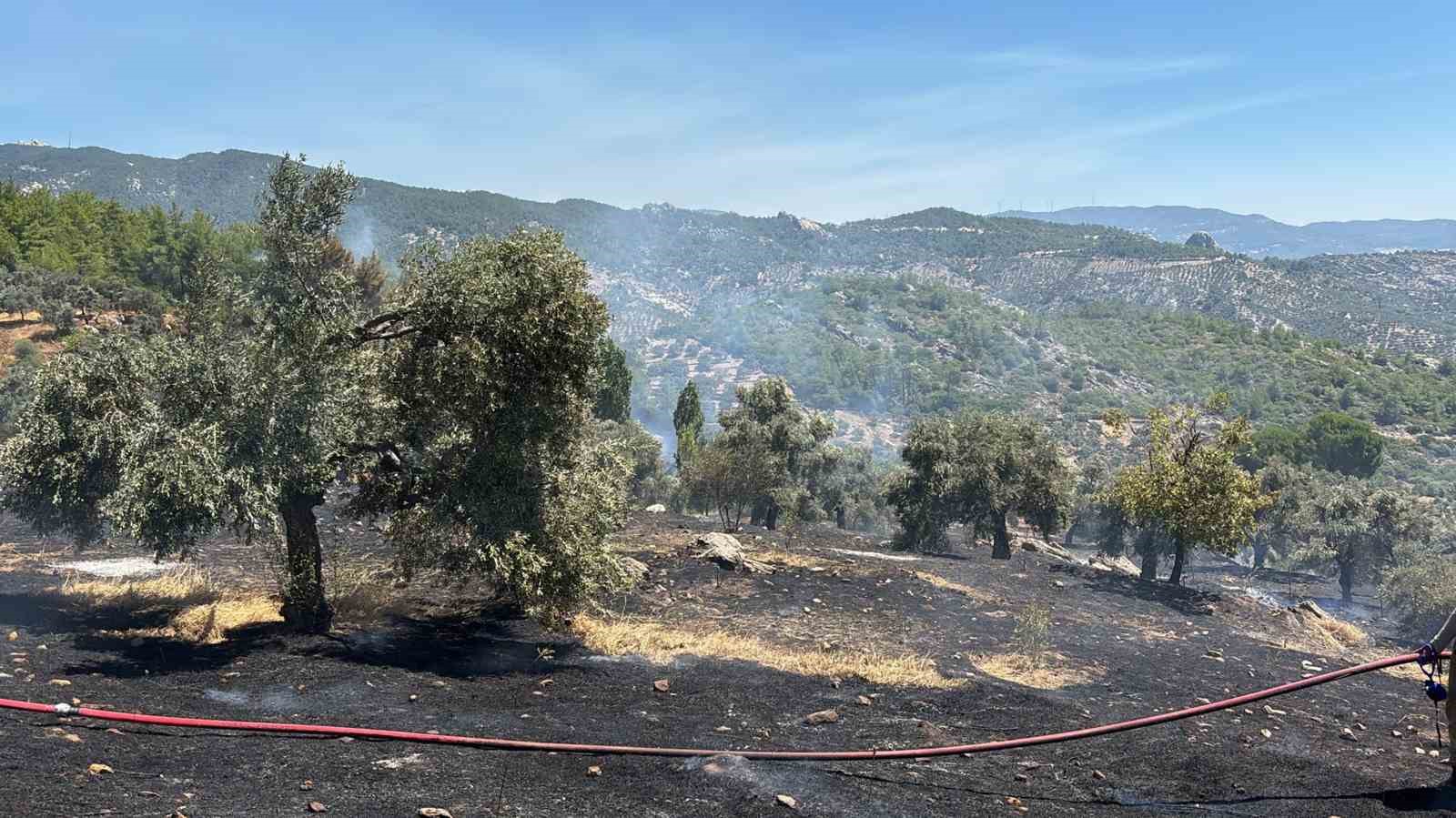 Milas’ta ziraat alanı yangını büyümeden söndürüldü