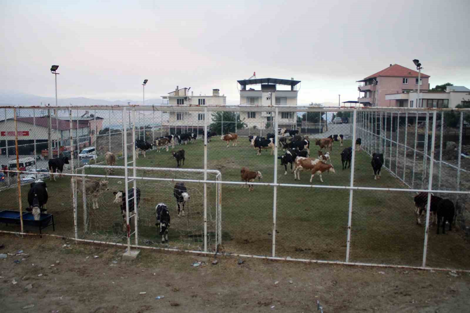 Çine’de alevlerin ulaştığı mahallede hayvanlar halı sahada korumaya alındı