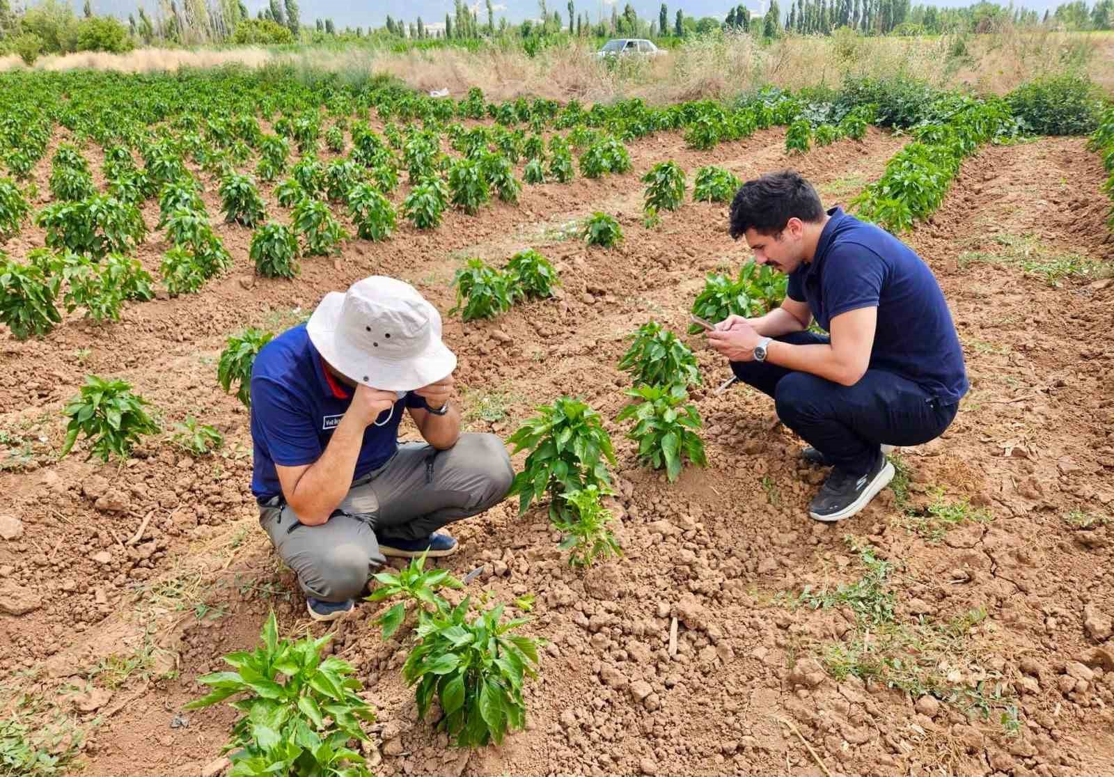 Başmakçı’da sebze ekili alanlar kontrol edidldi
