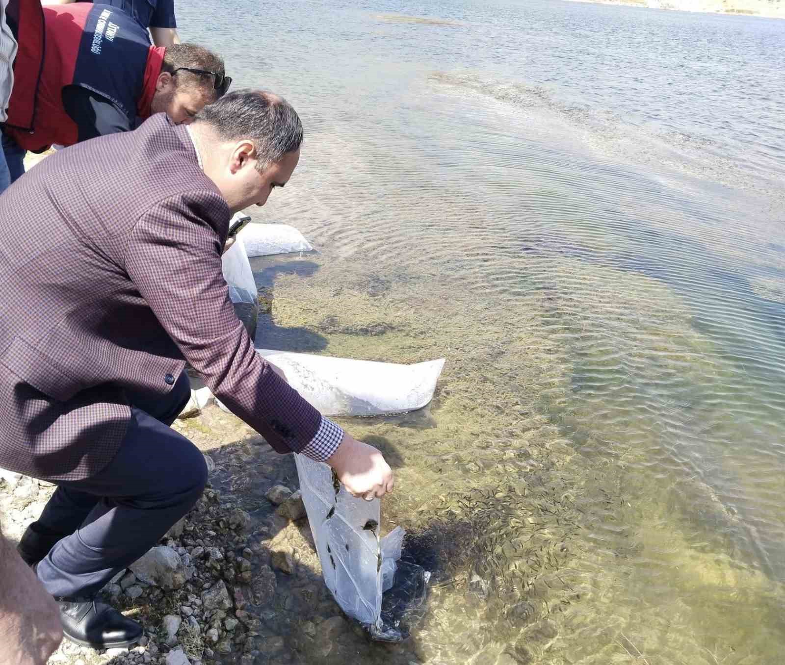 Aslanapa Kureyşler Göleti’ne 140 bin sazan yavrusu bırakıldı