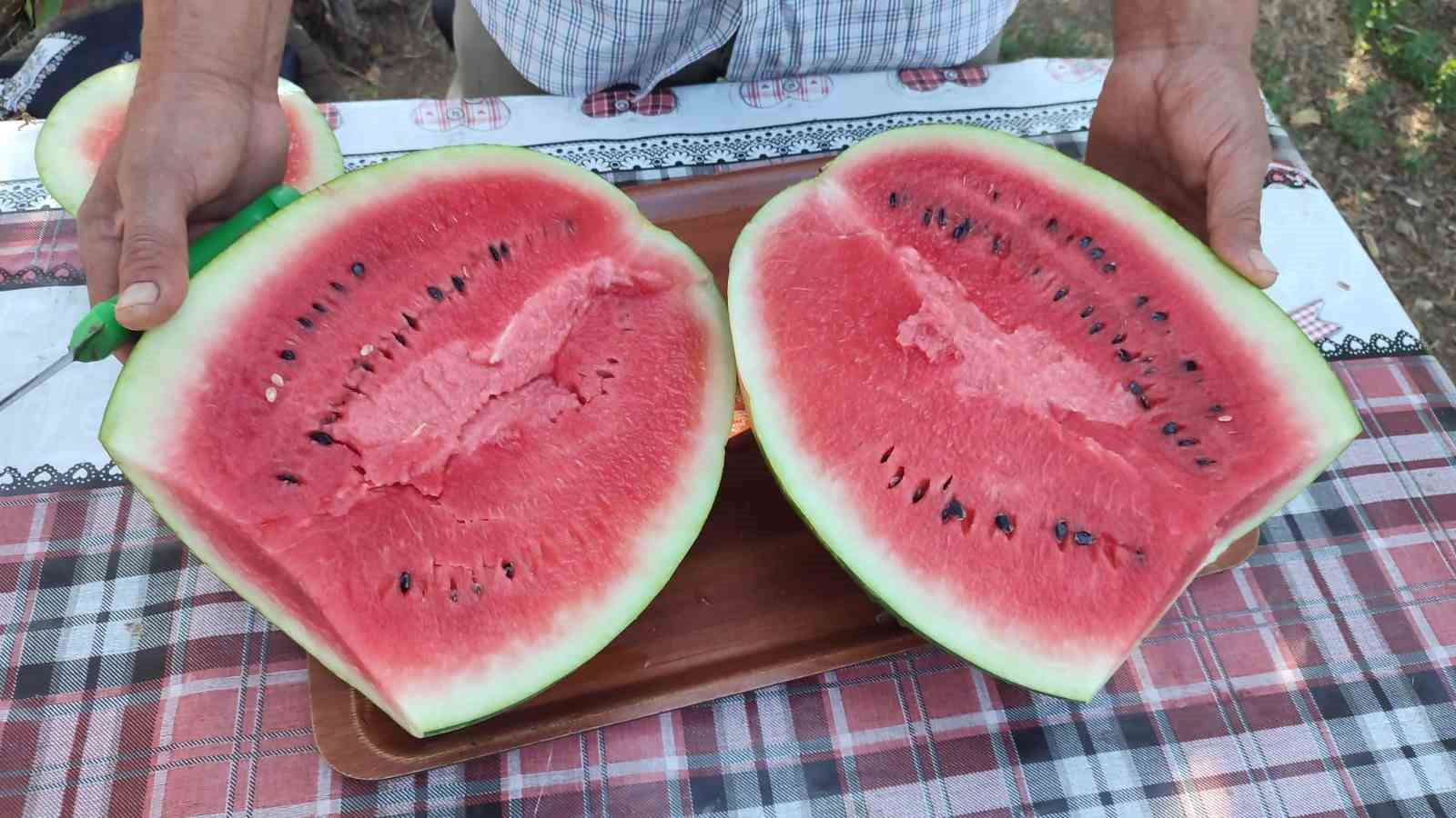 Denizli’nin lezzet simgesi Dodurga Karpuzu tezgâhlara indi