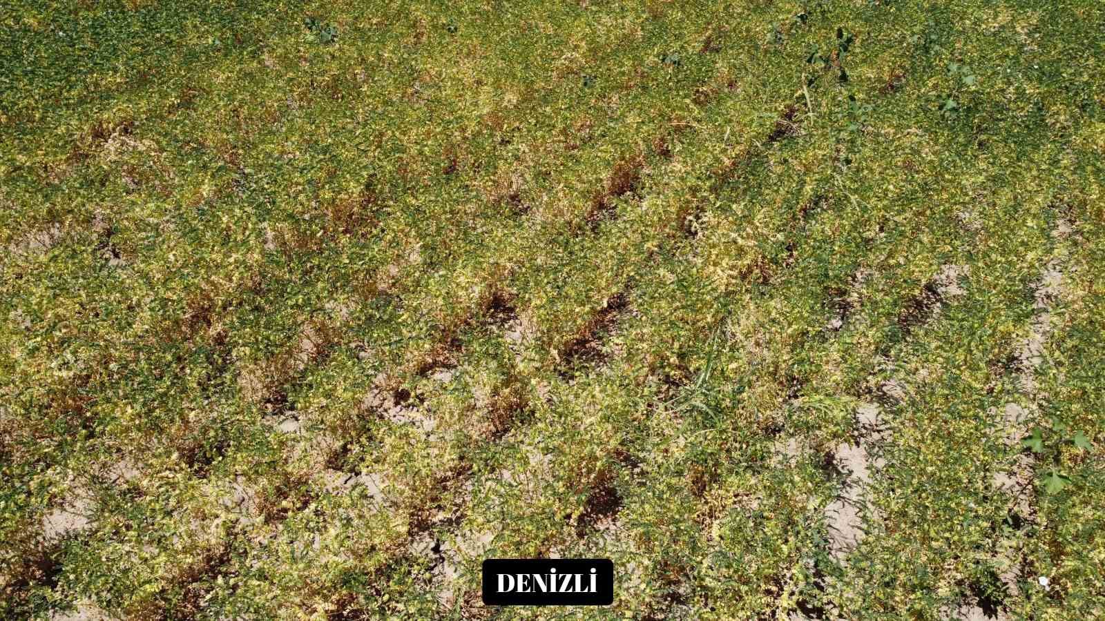 Yeni nohut çeşidi Denizli’nin dışında ekilen bölge illerinde de yüksek verim verdi