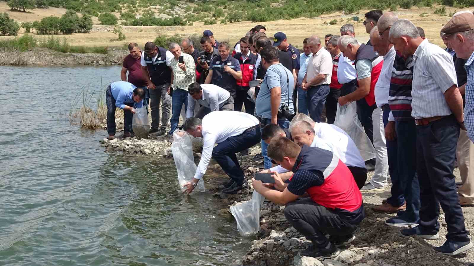Tavşanlı göletlerine 123 bin yavru sazan bırakıldı