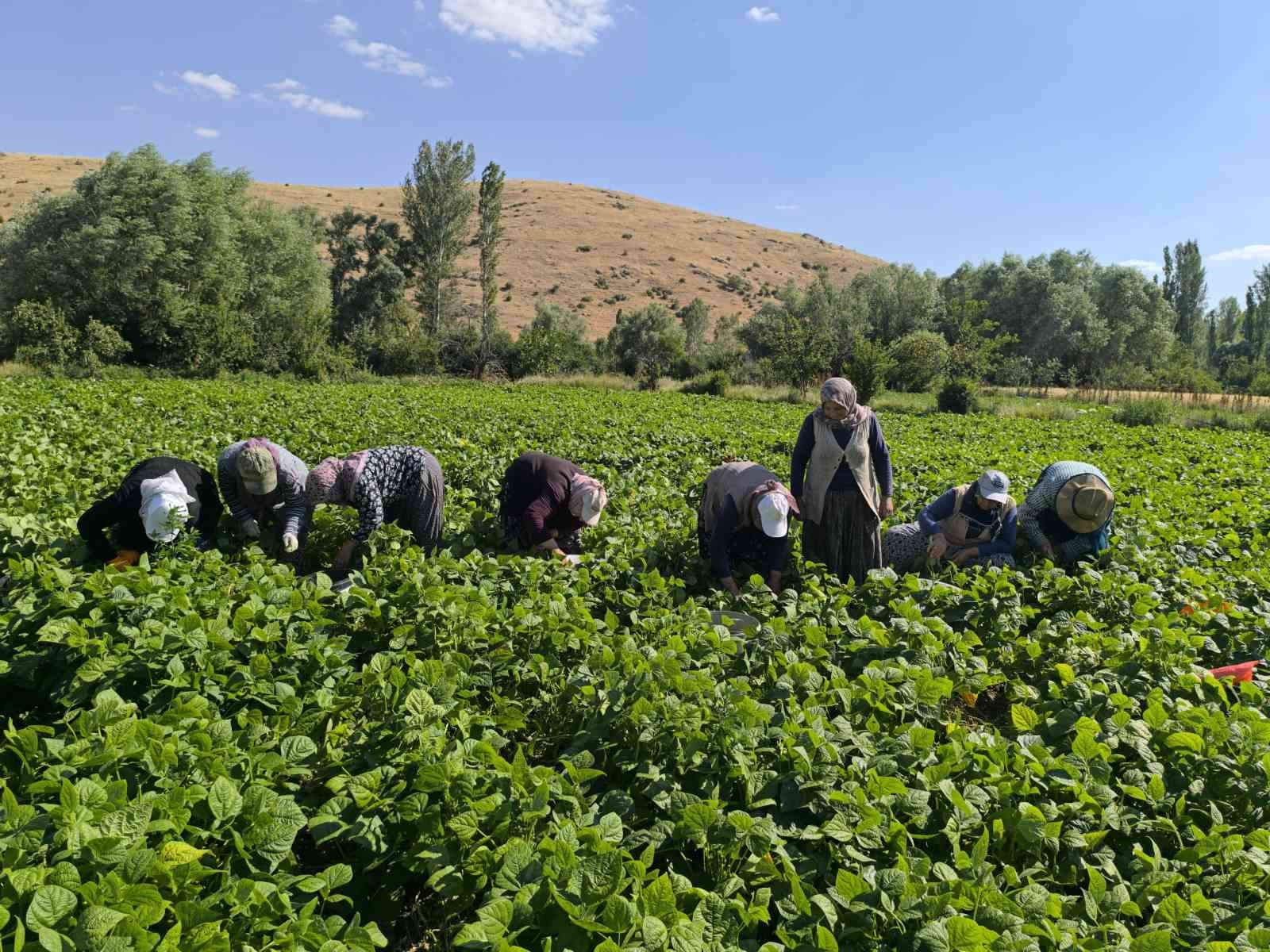Fasulyede hasat maratonu başladı