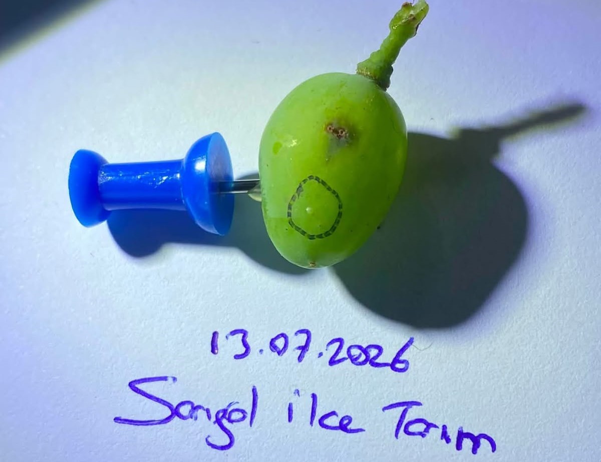Sarıgöllü üzüm üreticilerine kritik uyarı