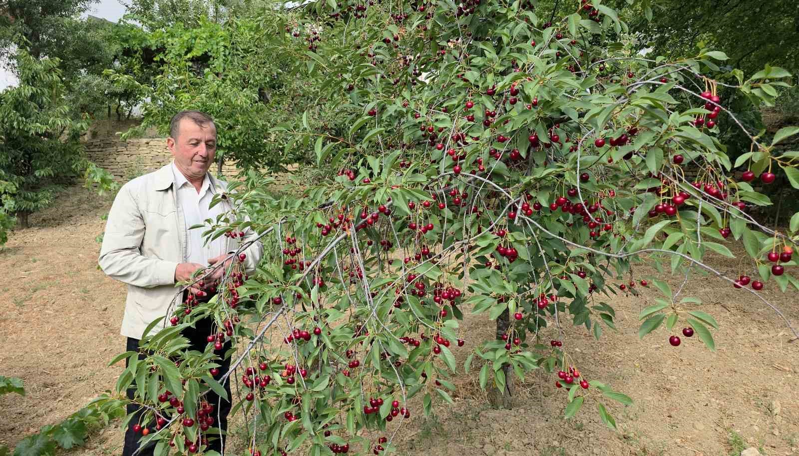 Kütahyalı vişne üreticileri taban fiyat ve fiyat istikrarı istiyor