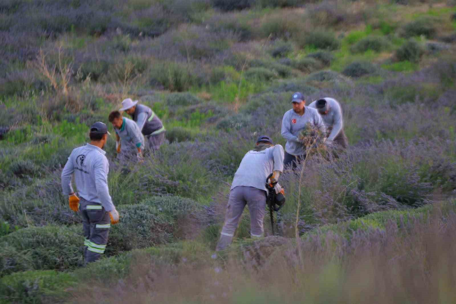 Merkezefendi’nin mor güzelliğinde hasat tamamlandı