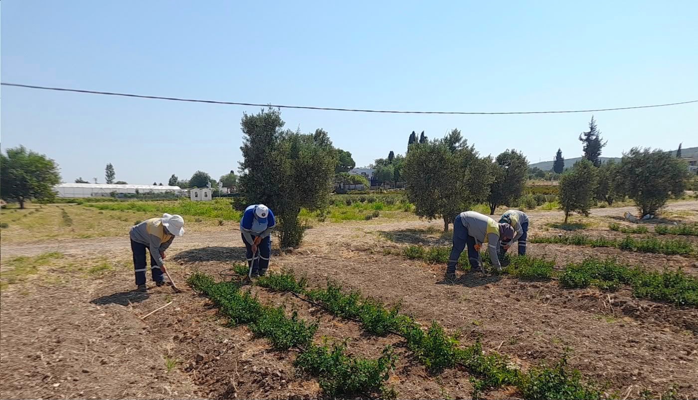 Didim Belediyesi’nden topraktan kente uzanan üretim