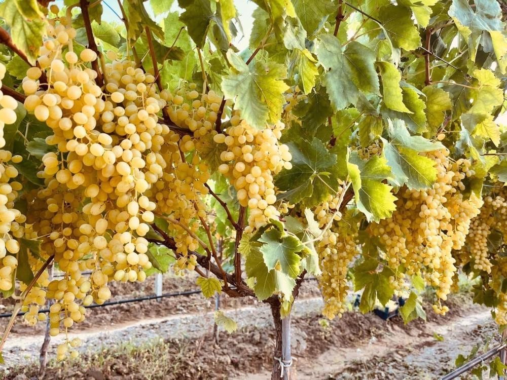 Üzüm üreticilerine kritik hasat uyarısı!