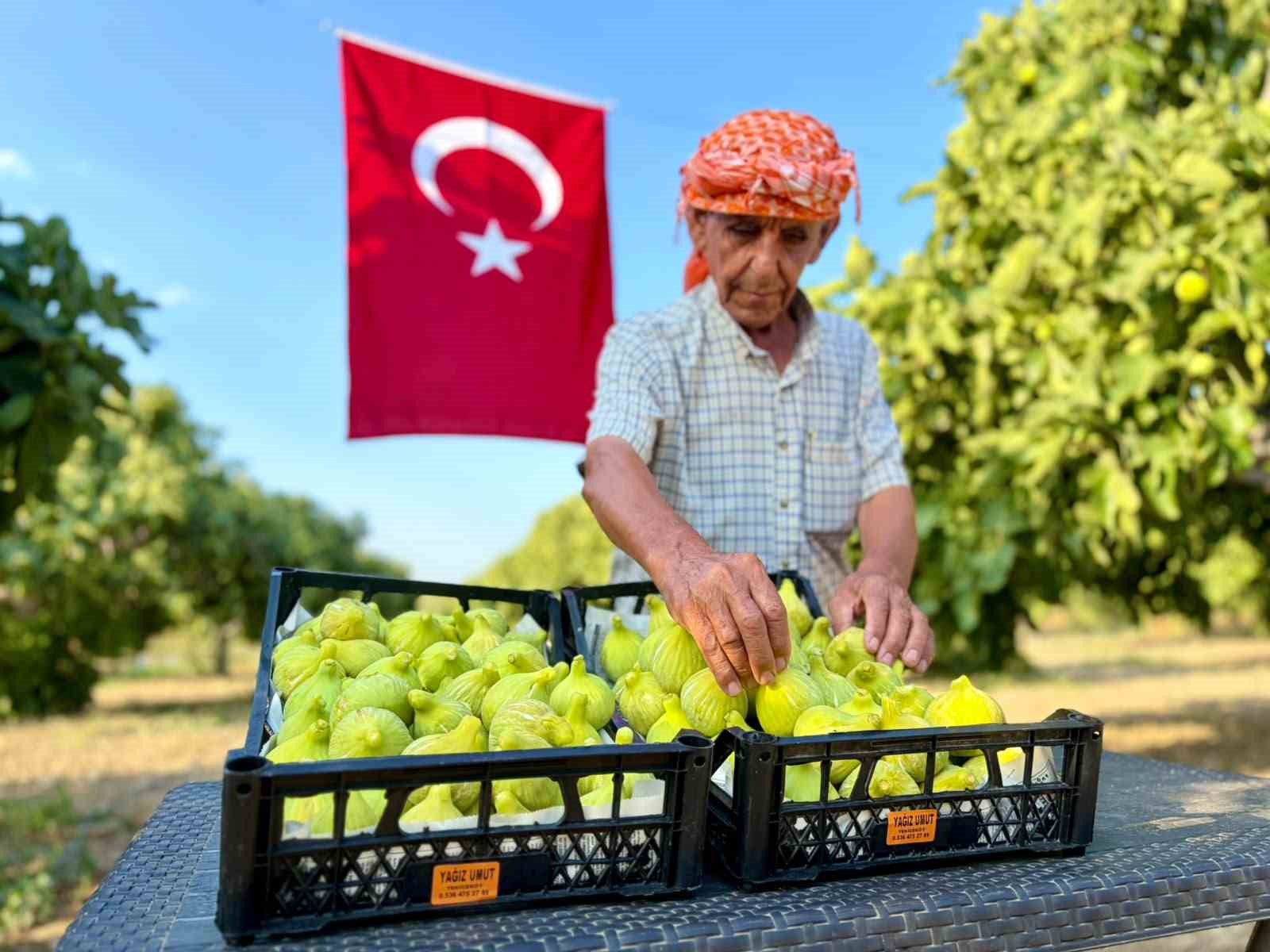 Bardacık incirinde hasat heyecanı başladı