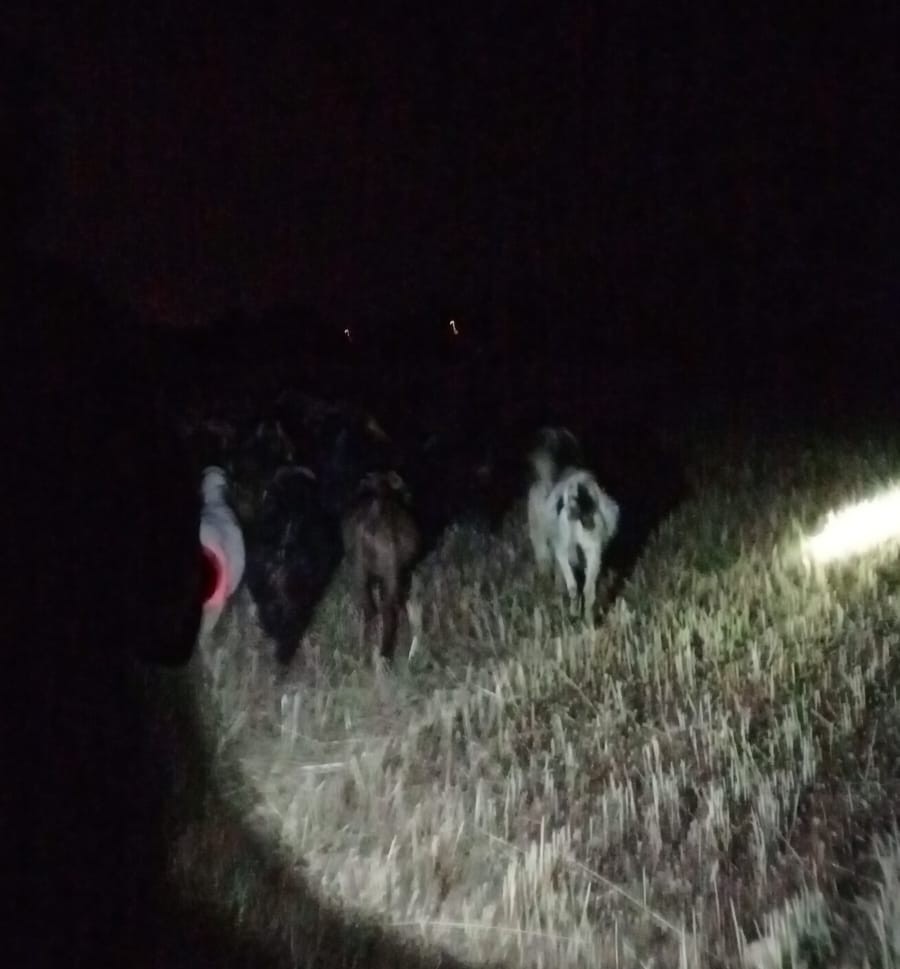 Çivril jandarması kayıp keçileri kısa sürede bulundu