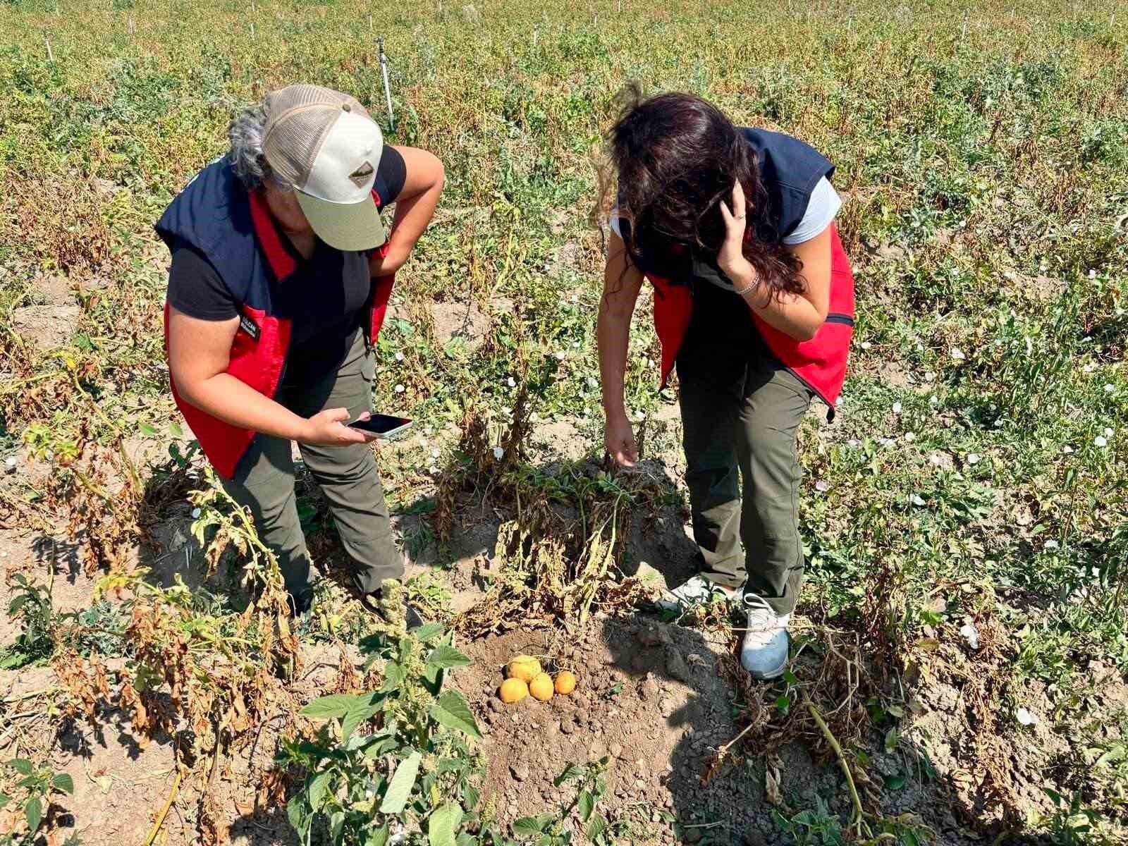 Patates üretiminde verimin arttırılması için kontroller sürüyor