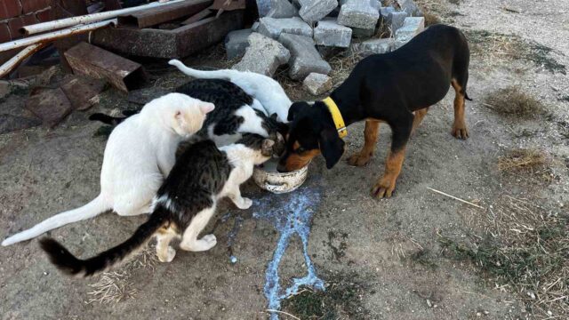 DENİZLİ’NİN BULDAN İLÇESİNE BAĞLI TÜRLÜBEY MAHALLESİ’NDE KAYDEDİLEN KÖPEK VE KEDİLERİN DOSTLUK GÖRÜNTÜLERİ YÜREKLERİ ISITIYOR.