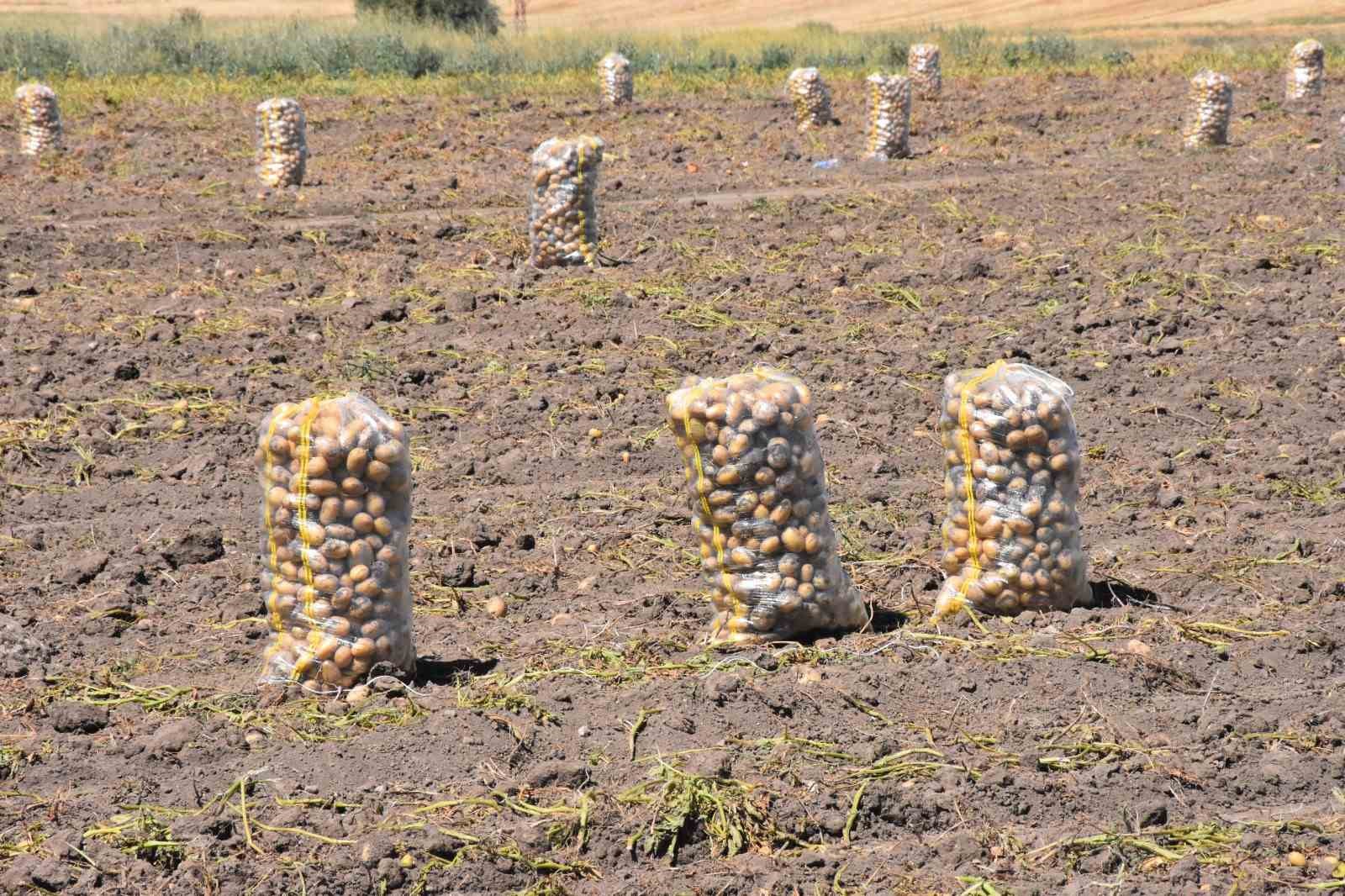Patates üretiminde Türkiye’nin lokomotiflerinden Sandıklı’da hasat dönemi başladı