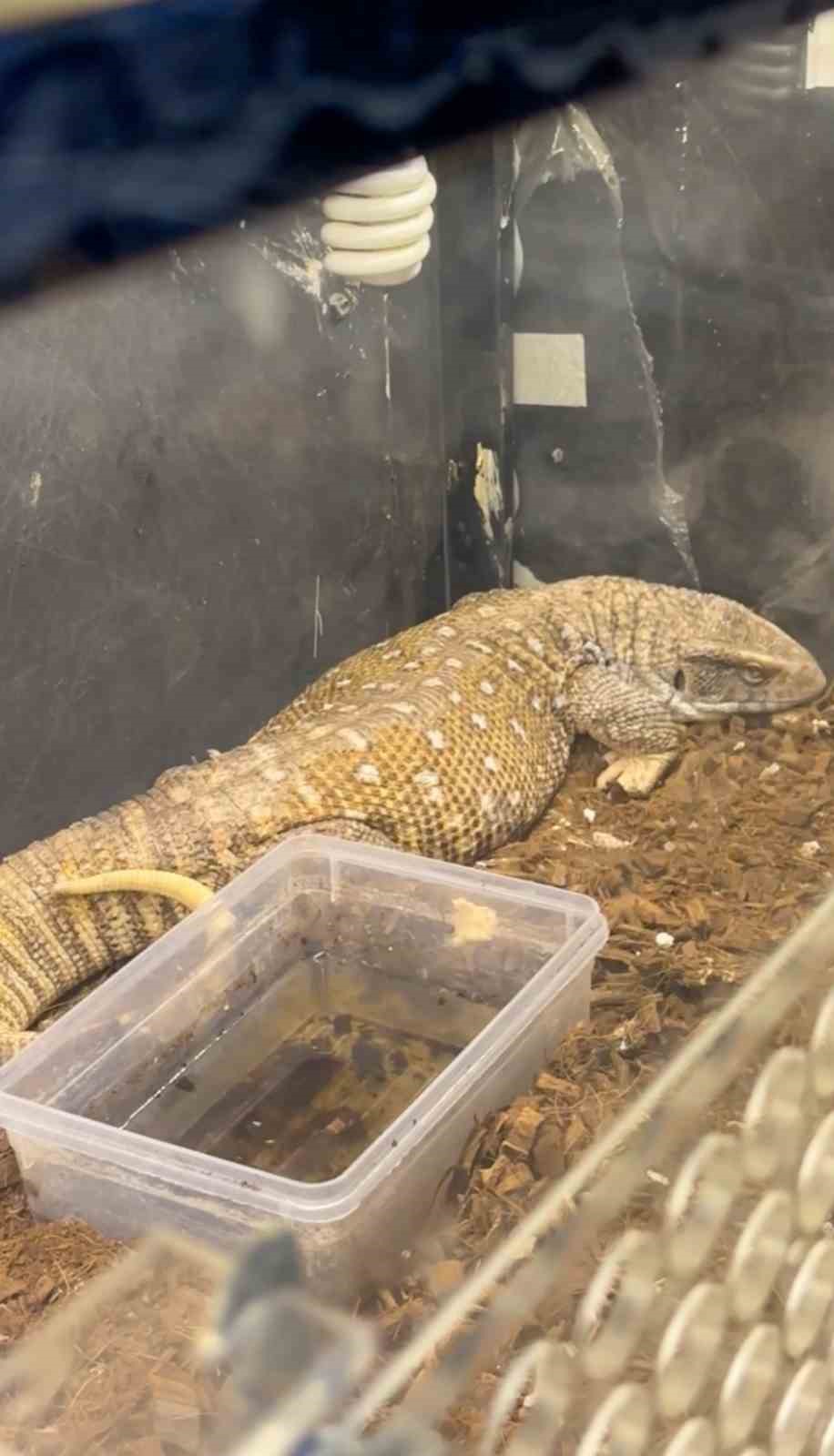 Manisa’da egzotik hayvan operasyonu: 61 yaban hayvanı kurtarıldı