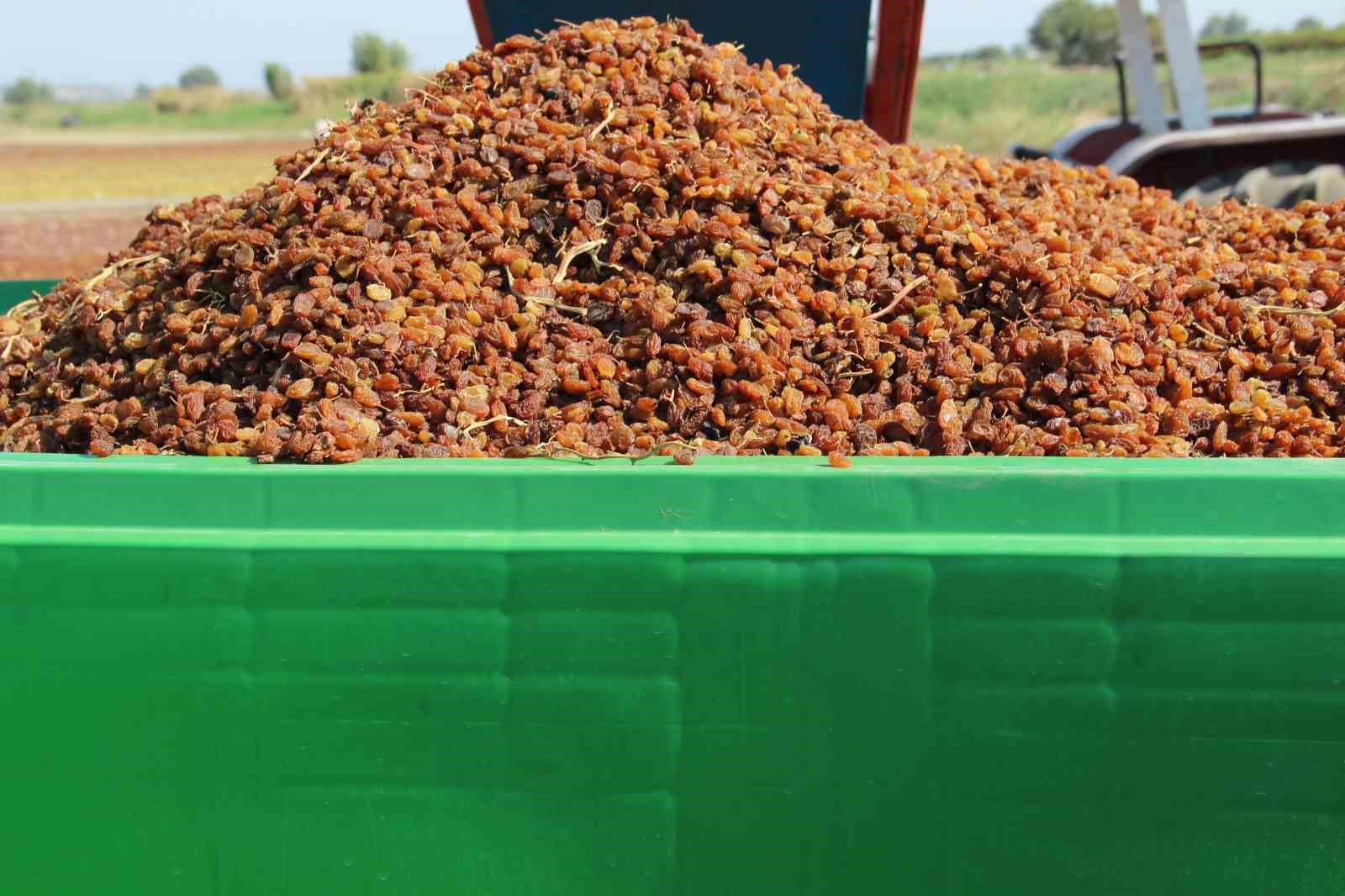 Organik kuru üzüm üreticisinin hasat yükü ’Box’ ile hafifledi