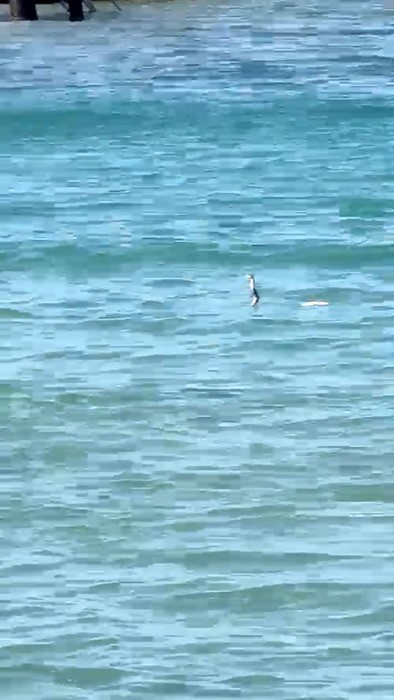 Çeşme’de denizde yılan paniği