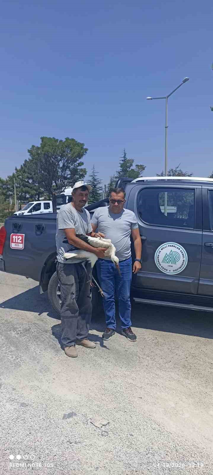 Yaralı leylek koruma altına alındı