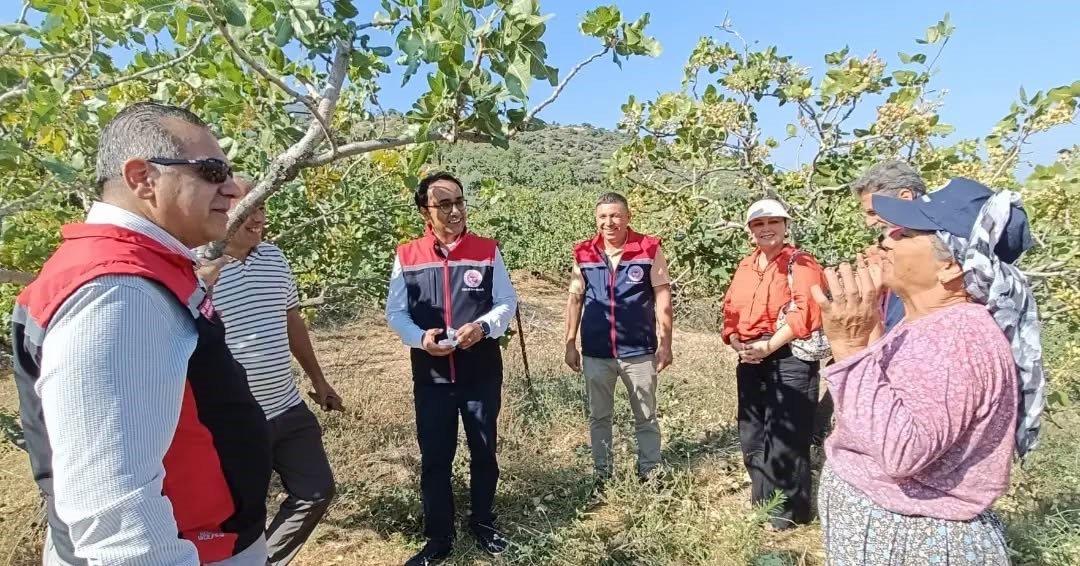 Yenipazar’da antepfıstığı hasadı başladı
