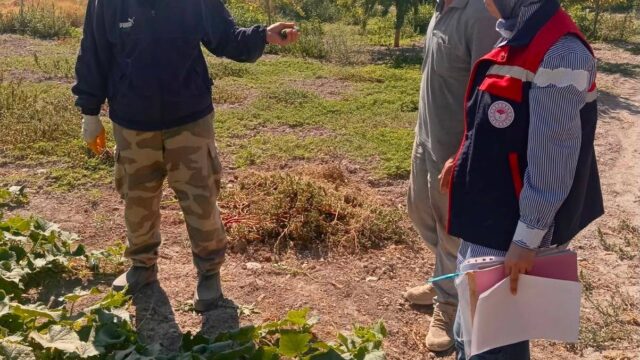 AFYONKARAHİSAR’DA BİTKİSEL ÜRETİMDE GIDA GÜVENİLİRLİĞİNİN SAĞLANMASI VE TÜKETİCİ SAĞLIĞININ KORUNMASI AMACIYLA HASAT ÖNCESİ TARIM İLACI (PESTİSİT) DENETİMLERİ DEVAM EDİYOR. DENETİMLER ÇERÇEVESİNDE TURŞULUK SALATALIK ÜRETİM ALANLARINDAN NUMUNELER ALINARAK ANALİZ İÇİN LABORATUVARA GÖNDERİLDİ. AFYONKARAHİSAR TARIM VE ORMAN İL MÜDÜRLÜĞÜ EKİPLERİ, KENT GENELİNDE HASAT ÖNCESİ PESTİSİT DENETİMLERİNİ SÜRDÜRÜYOR.
