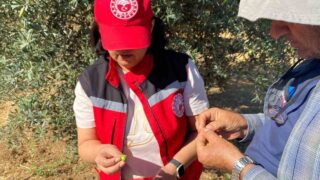 MANİSA’NIN SALİHLİ İLÇESİNDE ZEYTİN ÜRETİCİLERİ, ZEYTİN SİNEĞİNE KARŞI MÜCADELE KONUSUNDA UYARILDI.
