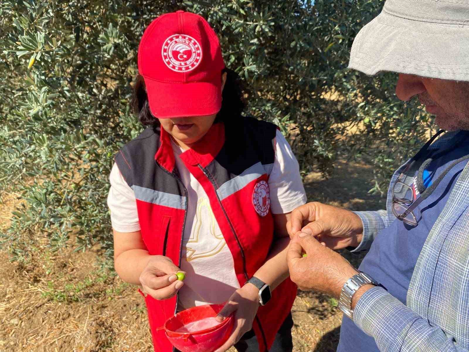 Manisa’da zeytin sineği uyarısı