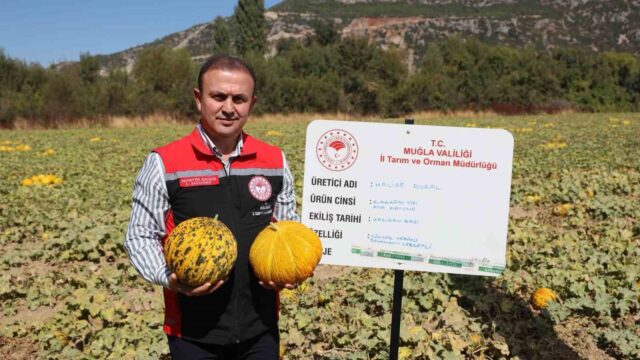 MENTEŞE’DE YAYLA KAVUNU VE ATA SEBZELERİNİN HASADI YAPILDI