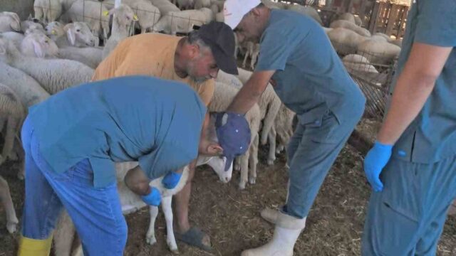 AYDIN’IN KÖŞK İLÇESİNDE KÜÇÜKBAŞ HAYVANLARIN KULAK KÜPESİ TAKILARAK KİMLİKLENDİRİLMESİNE YÖNELİK ÇALIŞMALAR DEVAM EDİYOR.