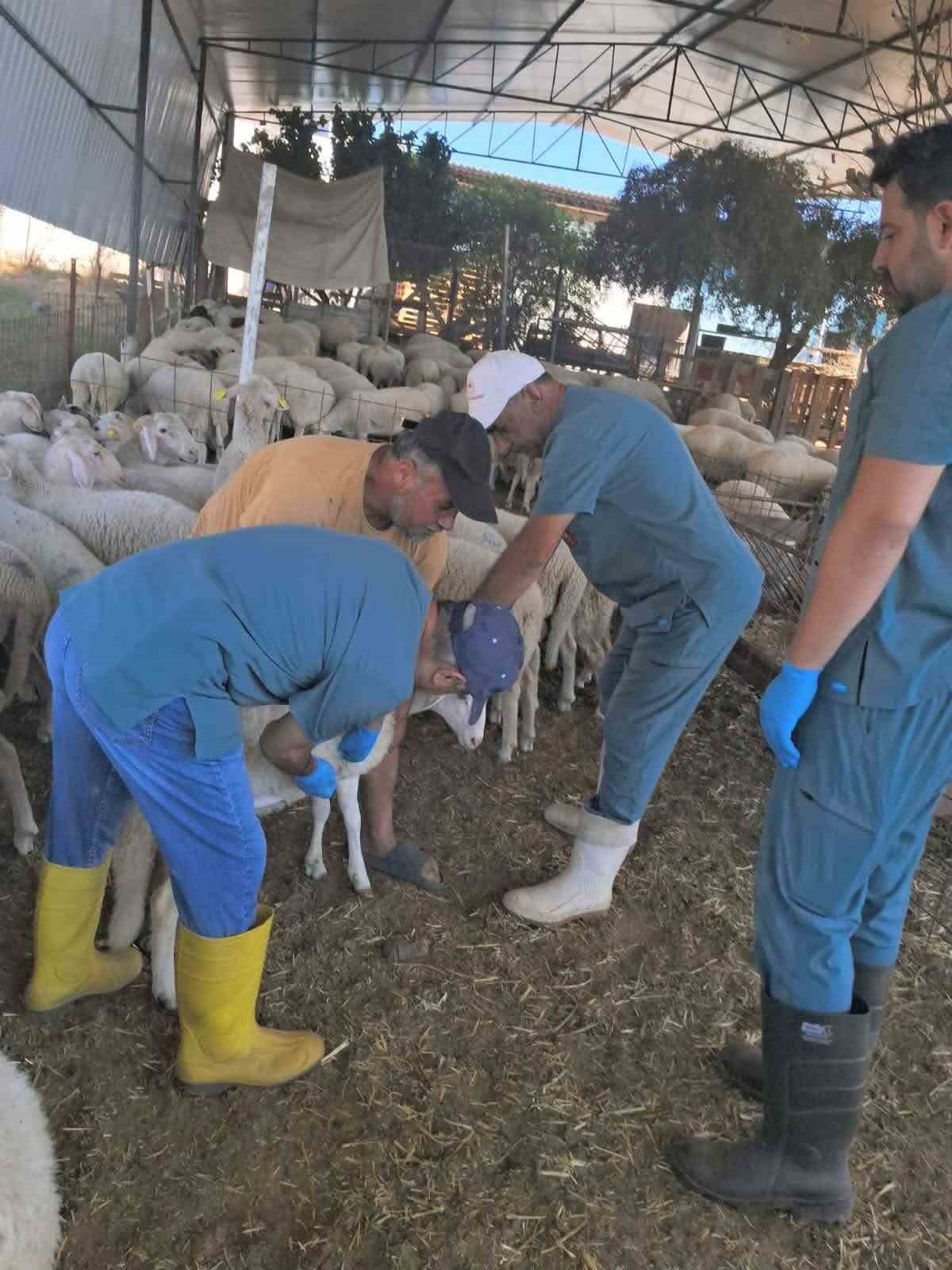 Köşk’te küçükbaş hayvanlara yönelik kimliklendirme çalışmaları sürüyor