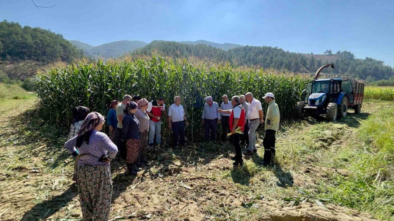 MENTEŞE’DE ÜRETİCİLERE SİLAJLIK MISIR EĞİTİMİ VERİLDİ