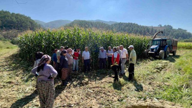 MENTEŞE’DE ÜRETİCİLERE SİLAJLIK MISIR EĞİTİMİ VERİLDİ