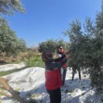 AYDIN’IN BOZDOĞAN İLÇESİNDE ZEYTİN HASADI, İLÇE TARIM VE ORMAN MÜDÜRÜ NEVZAT ERDEM’İN KATILIMIYLA ÜRETİCİYE AİT BAHÇEDE GERÇEKLEŞTİRİLDİ.