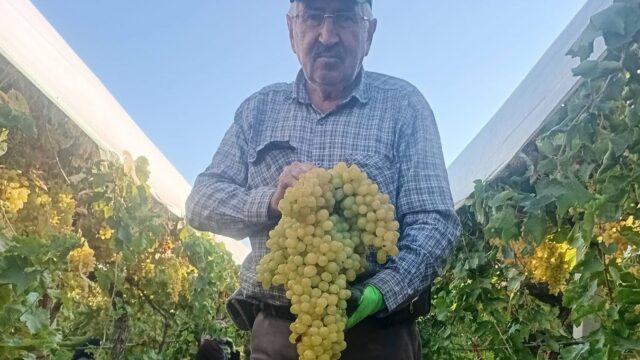 MANİSA’NIN SARIGÖL İLÇESİNDE ÜZÜM ÜRETİCİSİ NECATİ COŞKUN’UN BAĞINDA YETİŞTİRDİĞİ DEV ÜZÜM SALKIMI GÖRENLERİ ŞAŞKINA ÇEVİRDİ. YAKLAŞIK 40-45 SANTİMETRE UZUNLUĞUNDAKİ SALKIMIN AĞIRLIĞI 5 KİLO 500 GRAM OLARAK ÖLÇÜLDÜ.