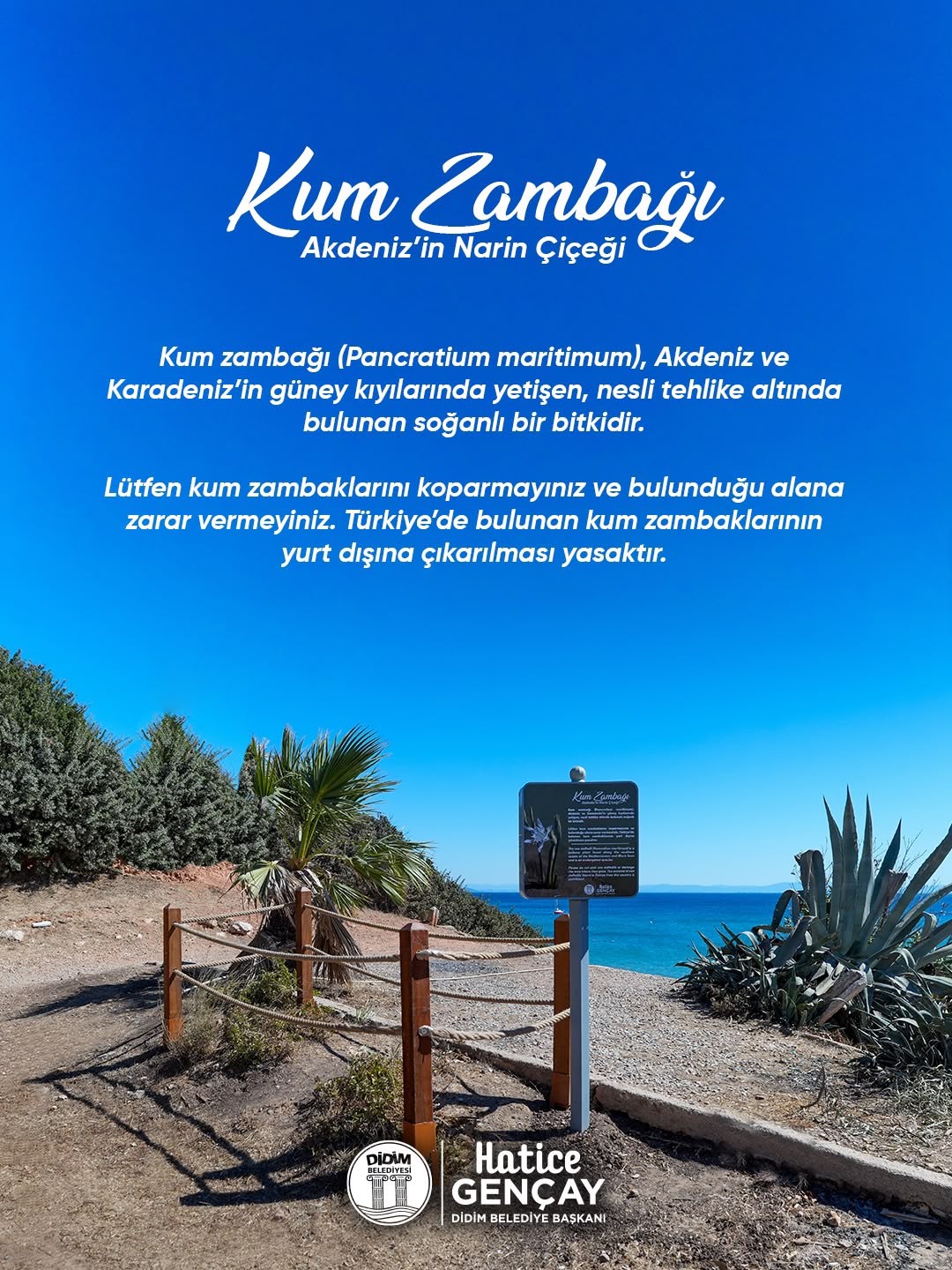 Didim Belediyesi Kum Zambağı’nı koruma altına aldı