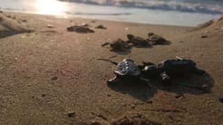 KUŞADASI’NDA SEL SULARININ ALTINDA KALAN ALANDA SÜRPRİZ ŞEKİLDE TESPİT EDİLEN CARETTA CARETTA YUVASINDAN 67 YAVRU ÇIKTI.