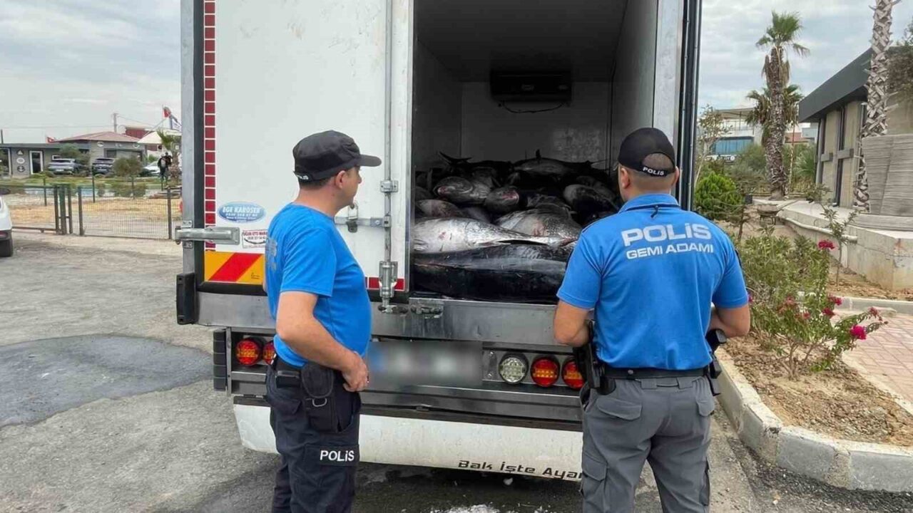 DENİZ POLİSİ TARAFINDAN DURDURULAN İKİ AYRI ARAÇTA, PİYASA DEĞERİ YAKLAŞIK 500 BİN TL OLAN VE KAÇAK AVLANDIĞI TESPİT EDİLEN 3 TON MAVİ YÜZGEÇLİ ORKİNOS ELE GEÇİRİLDİ.
