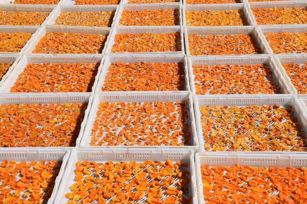 6 aylık kuru kayısı ihracatı 162 milyon dolara ulaştı