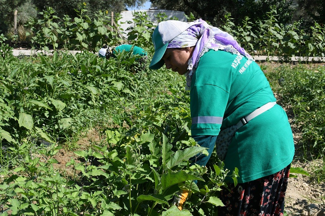 Adabahçe’de yaz bereketi yaşanıyor
