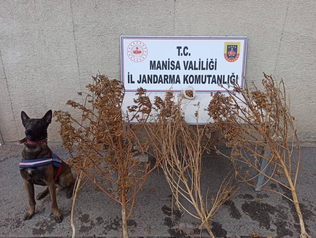 Akhisar’da toprağa gömülü 1 kilo 650 gram esrar ele geçirildi