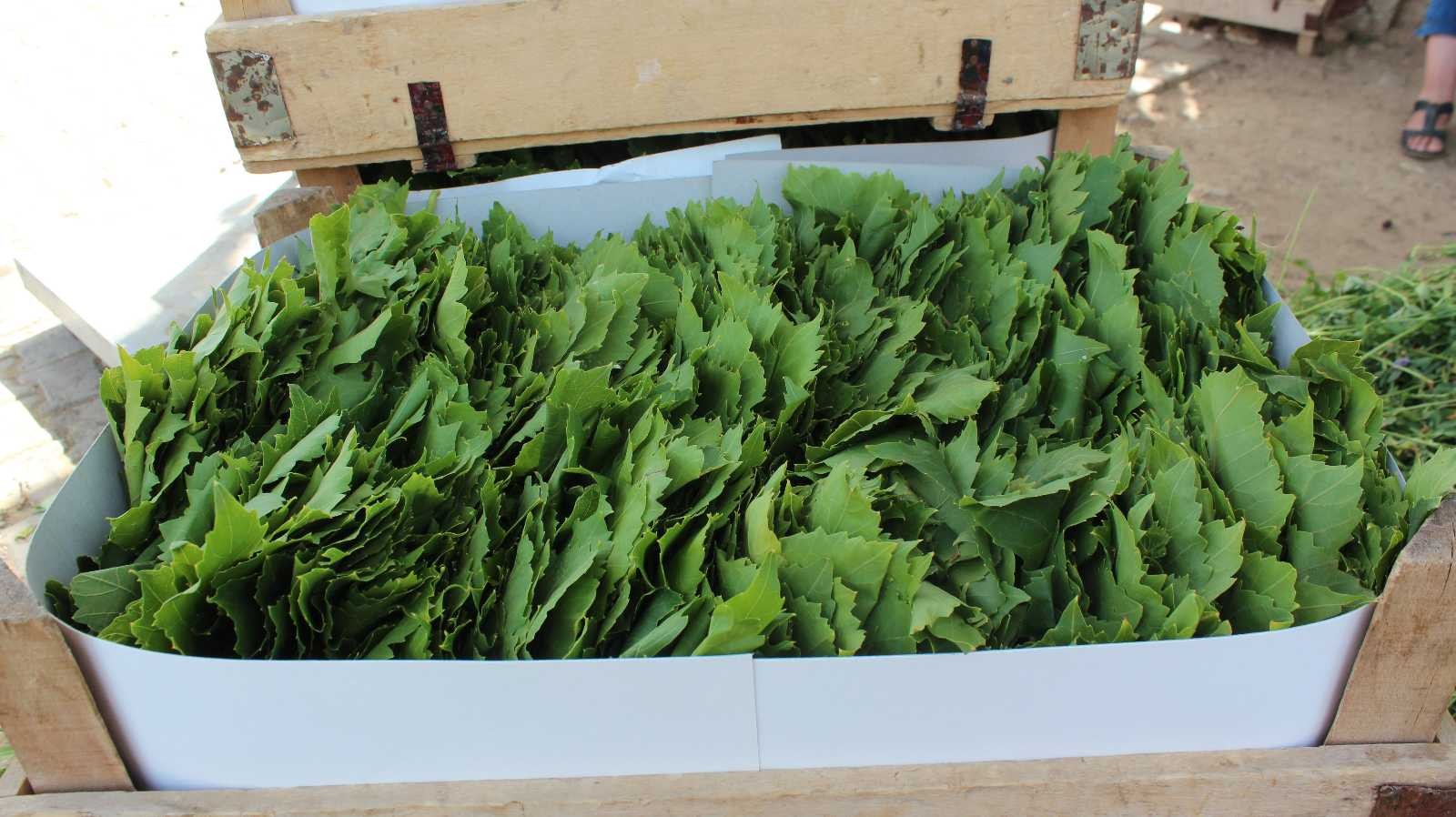 Alaşehir’in ’Asma Yaprağı’ tescillendi