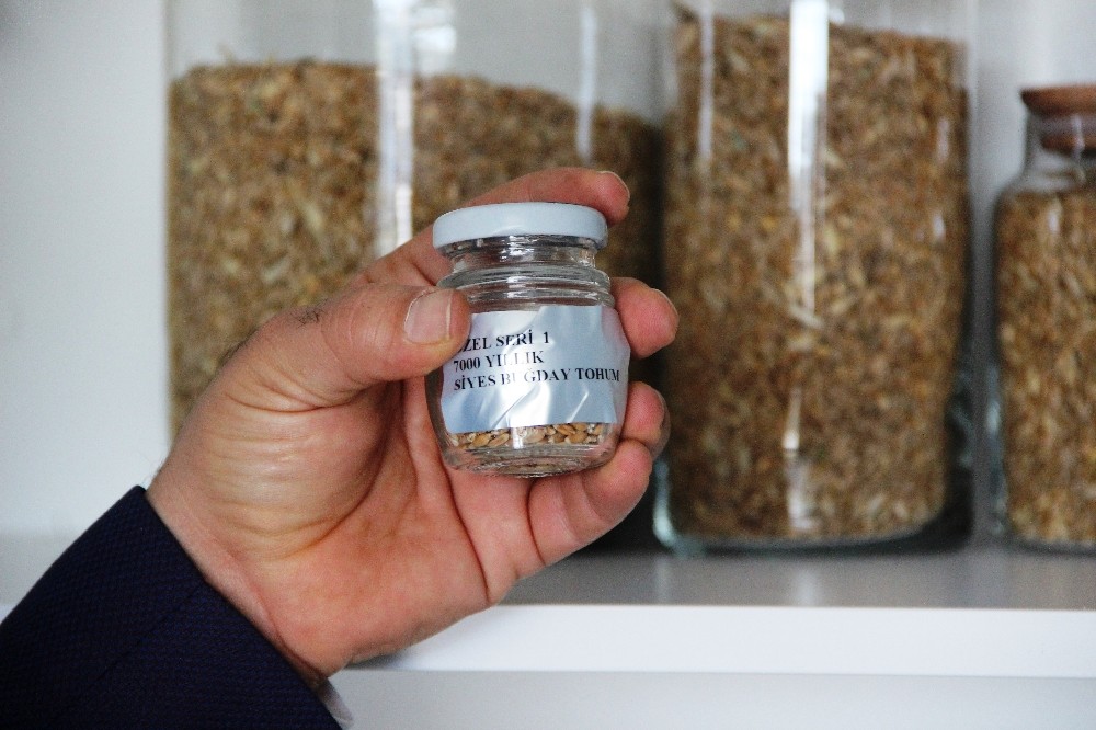 Altından bile değerli 7 bin yıllık tohumlar, Bodrum’da başak verecek