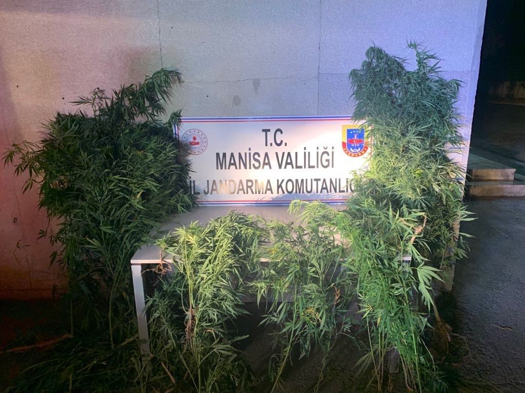 Annesinin evinde kenevir yetiştiren şahıs gözaltına alındı