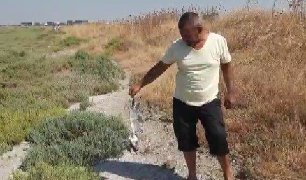 Aralarında flamingoların da bulunduğu kuşların endişe veren ölümü