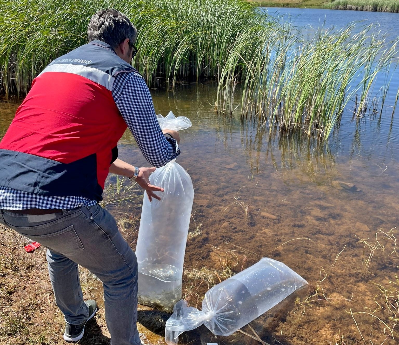 Aslanapa’da baraj ve göletlere 118 bin aynalı sazan yavrusu bırakıldı