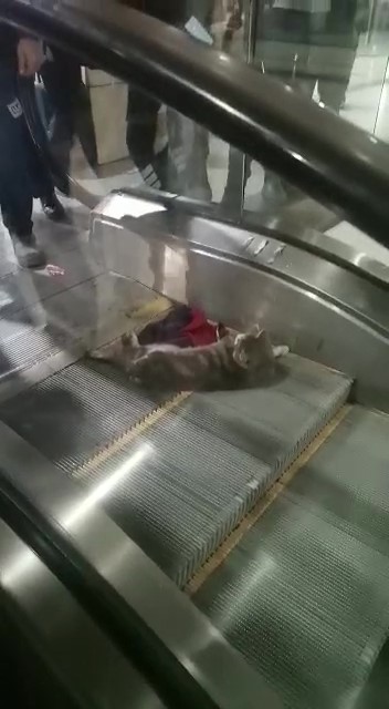 Ayağı yürüyen merdivene sıkışan kedi yardım bekledi