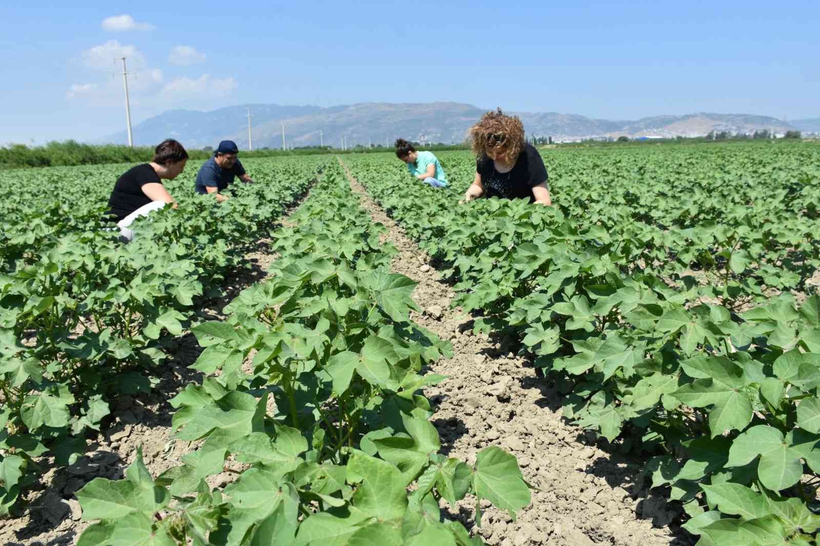 Aydın’da “Doğadan Modaya Organik Pamuk” projesine başlandı
