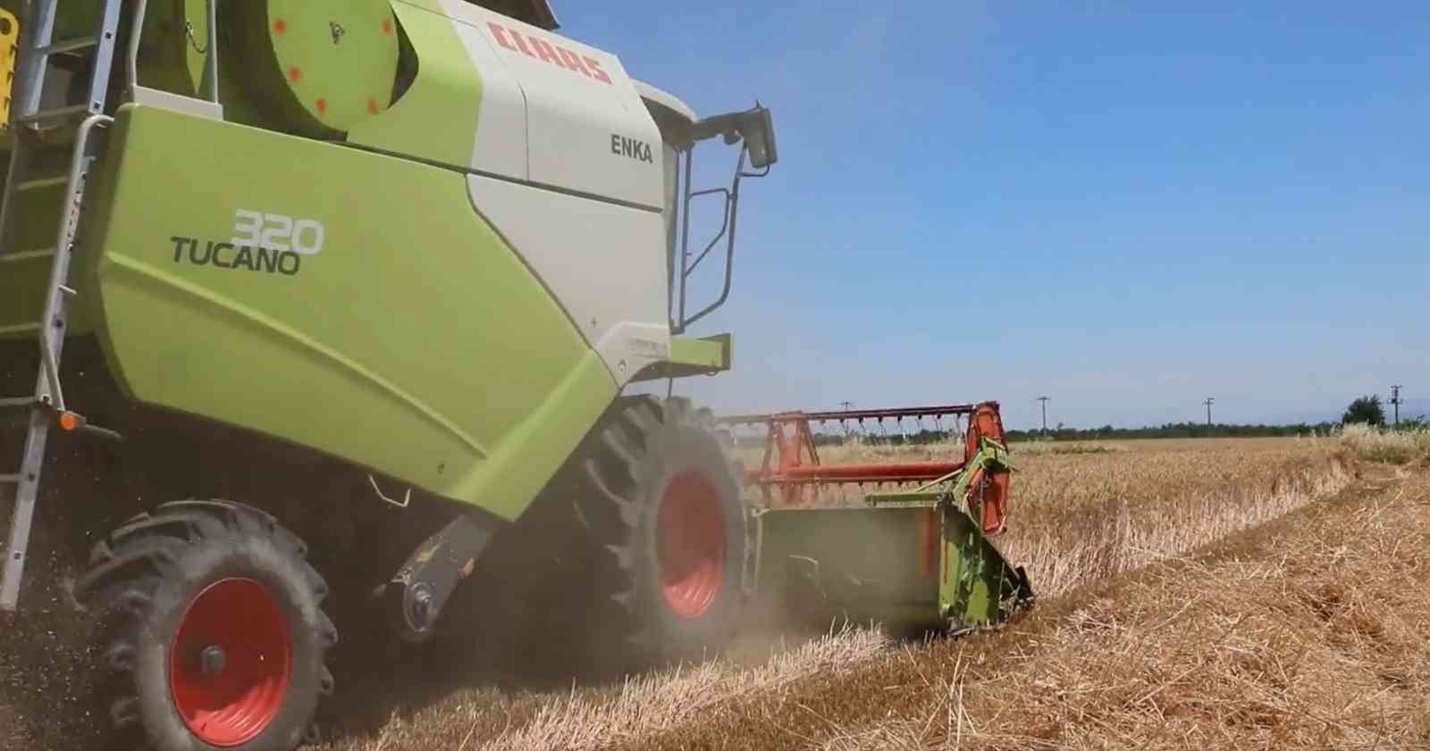 Aydın’da buğday hasadı başladı